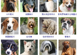 小型宠物狗品种大全,可爱伴侣的完美选择