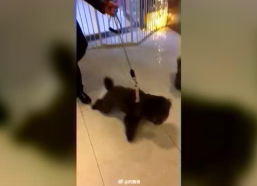 宠物医生博客,守护生命，记录宠物医疗故事