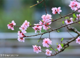 伊人春色,诗意描绘自然与情感的交融